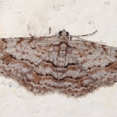 Didymoctenia exsuperata (Thick-lined Bark Moth) at Melba, ACT - 5 Feb 2021 by kasiaaus