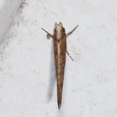 Zelleria cynetica (Rectangular Ermine Moth) at Melba, ACT - 5 Feb 2021 by kasiaaus