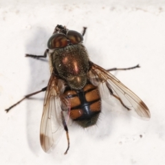 Stomorhina sp. (genus) (Snout fly) at Flynn, ACT - 5 Feb 2021 by kasiaaus