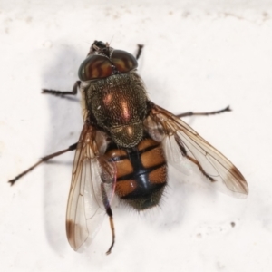 Stomorhina sp. (genus) at Flynn, ACT - 6 Feb 2021