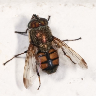 Stomorhina sp. (genus) (Snout fly) at Flynn, ACT - 6 Feb 2021 by kasiaaus