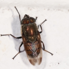 Stomorhina sp. (genus) at Flynn, ACT - 6 Feb 2021