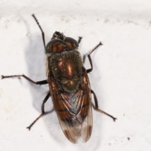 Stomorhina sp. (genus) at Flynn, ACT - 6 Feb 2021