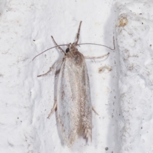 Oecophoridae provisional group 2 at Melba, ACT - 6 Feb 2021 12:27 AM