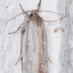 Oecophoridae provisional group 2 at Melba, ACT - 6 Feb 2021 12:27 AM