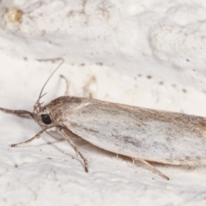 Oecophoridae provisional group 2 at Melba, ACT - 6 Feb 2021