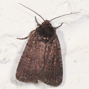 Proteuxoa provisional species 1 at Melba, ACT - 6 Feb 2021 12:32 AM