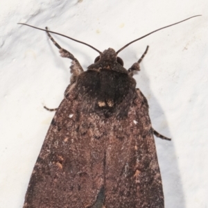 Proteuxoa provisional species 1 at Melba, ACT - 6 Feb 2021