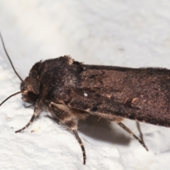 Proteuxoa provisional species 1 at Melba, ACT - 6 Feb 2021