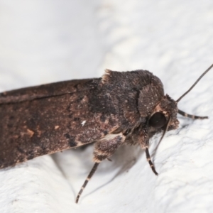 Proteuxoa provisional species 1 at Melba, ACT - 6 Feb 2021