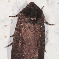 Proteuxoa provisional species 1 at Melba, ACT - 6 Feb 2021 12:32 AM