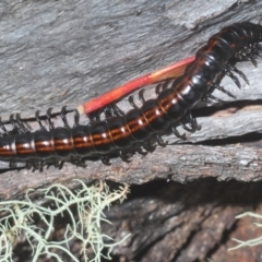 Paradoxosomatidae sp. (family) (Millipede) at Kosciuszko National Park - 7 Feb 2021 by Harrisi