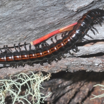 Paradoxosomatidae sp. (family) (Millipede) at Kosciuszko National Park - 7 Feb 2021 by Harrisi