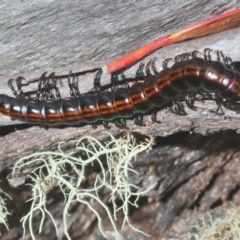 Paradoxosomatidae sp. (family) at Kosciuszko National Park, NSW - 7 Feb 2021