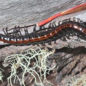 Paradoxosomatidae sp. (family) at Kosciuszko National Park, NSW - 7 Feb 2021 05:04 PM