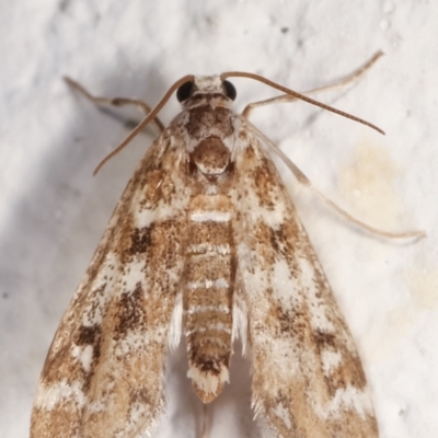 Hygraula nitens (Pond Moth) at Melba, ACT - 6 Feb 2021 by kasiaaus