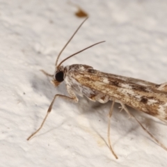 Hygraula nitens at Melba, ACT - 6 Feb 2021