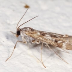 Hygraula nitens at Melba, ACT - 6 Feb 2021