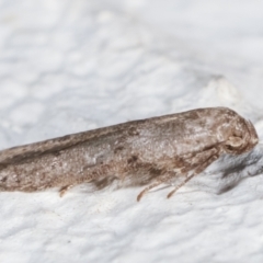 Blastobasis (genus) at Melba, ACT - 6 Feb 2021