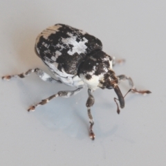 Mogulones larvatus (Paterson's curse crown weevil) at Nimmo, NSW - 7 Feb 2021 by Harrisi