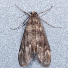 Hygraula nitens (Pond Moth) at Melba, ACT - 5 Feb 2021 by kasiaaus