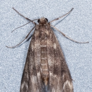 Hygraula nitens at Melba, ACT - 6 Feb 2021 12:38 AM