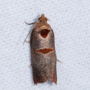 Glyphidoptera insignana at Melba, ACT - 6 Feb 2021