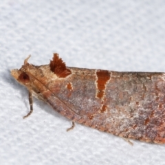 Glyphidoptera insignana at Melba, ACT - 6 Feb 2021