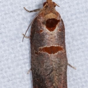 Glyphidoptera insignana at Melba, ACT - 6 Feb 2021