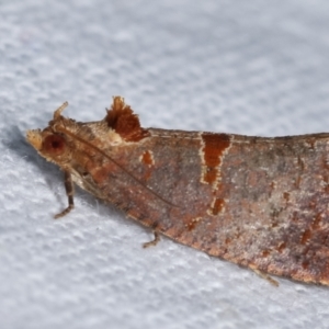 Glyphidoptera insignana at Melba, ACT - 6 Feb 2021