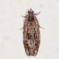 Thrincophora lignigerana (A Tortricid moth) at Melba, ACT - 5 Feb 2021 by kasiaaus