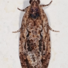 Thrincophora lignigerana at Melba, ACT - 6 Feb 2021 12:39 AM