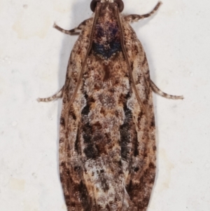 Thrincophora lignigerana at Melba, ACT - 6 Feb 2021