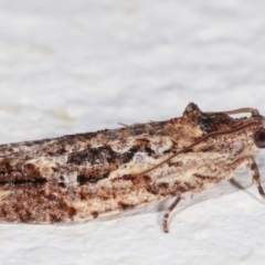 Thrincophora lignigerana at Melba, ACT - 6 Feb 2021 12:39 AM