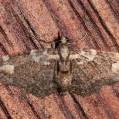 Pasiphilodes testulata (Pome looper) at Melba, ACT - 6 Feb 2021 by kasiaaus