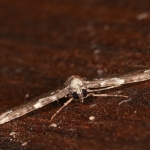 Pasiphilodes testulata at Melba, ACT - 6 Feb 2021