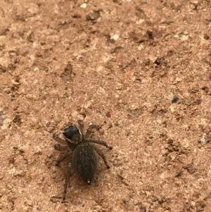 Maratus griseus at Lyneham, ACT - 9 Feb 2021