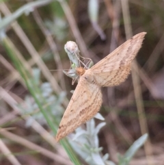 Scopula rubraria (Plantain Moth) at Aranda, ACT - 9 Feb 2021 by Jubeyjubes