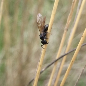 Formicidae (family) at Aranda, ACT - 9 Feb 2021