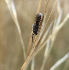 Lasioglossum (Chilalictus) sp. (genus & subgenus) at Aranda, ACT - 9 Feb 2021