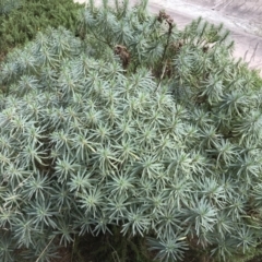 Euphorbia characias (Mediterranean Spurge) at Phillip, ACT - 9 Feb 2021 by Tapirlord