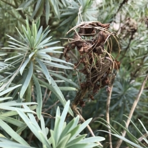 Euphorbia characias at Phillip, ACT - 9 Feb 2021