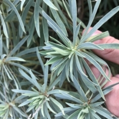 Euphorbia characias at Phillip, ACT - 9 Feb 2021 05:01 PM