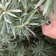 Euphorbia characias at Phillip, ACT - 9 Feb 2021 05:01 PM