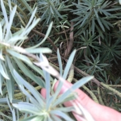 Euphorbia characias at Phillip, ACT - 9 Feb 2021 05:01 PM