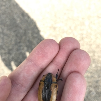 Chondropyga dorsalis (Cowboy beetle) at Garran, ACT - 9 Feb 2021 by Tapirlord