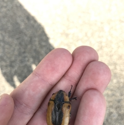 Chondropyga dorsalis (Cowboy beetle) at Red Hill to Yarralumla Creek - 9 Feb 2021 by Tapirlord