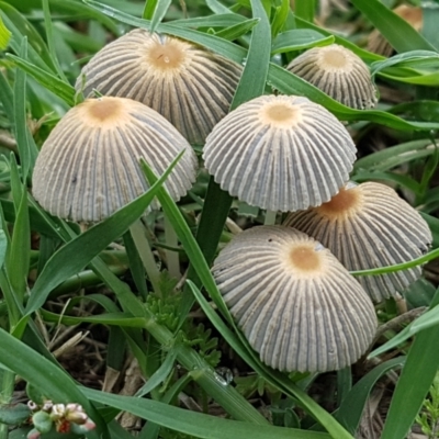 Parasola sp. (genus) (An Inkcap) at Sullivans Creek, Lyneham South - 9 Feb 2021 by trevorpreston