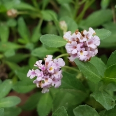 Phyla canescens (Lippia) at Lyneham, ACT - 9 Feb 2021 by tpreston