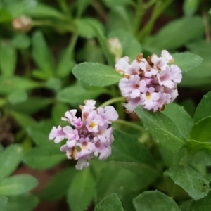 Phyla canescens at Lyneham, ACT - 10 Feb 2021